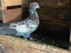 Pigeon