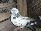 Pigeon