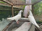 Pigeon