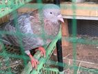 Pigeon