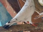 Pigeon