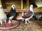 Pigeon