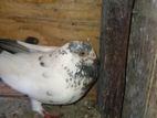 Pigeon
