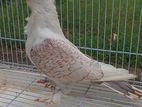 Pigeon