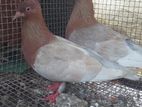 Pigeons