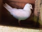 Pigeon