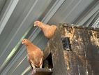 Pigeon