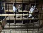 Pigeons