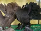 Pigeons