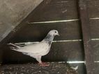 Pigeon