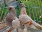 Pigeon