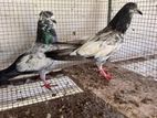 pigeon