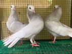 Pigeon