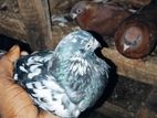 Pigeon