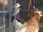 Pigeon