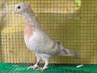 Pigeon