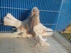 Pigeons