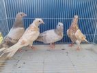 Pigeons