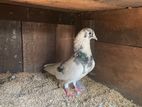 Pigeons