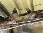 Pigeon