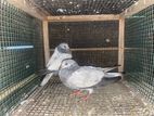 Pigeon