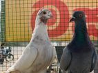 pigeon
