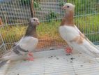 Pigeons