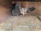 Pigeon