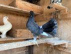 pigeon