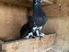 pigeon