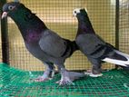 Pigeon