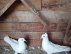 pigeon