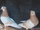 pigeon