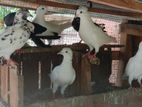 Pigeon