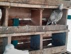 Pigeons