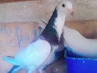 Pigeon