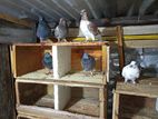 Pigeon