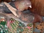 Pigeons