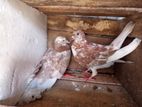 Pigeon