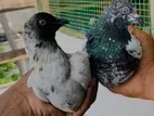 Pigeons