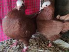 Pigeon
