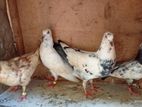 Pigeons