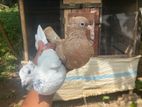 pigeon