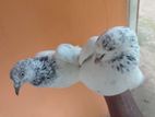 Pigeon
