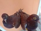 Pigeons