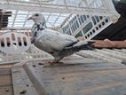 Pigeon