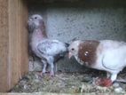 Pigeon