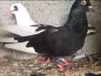 Pigeon