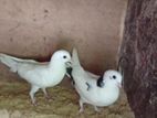 Pigeon