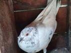 Pigeon